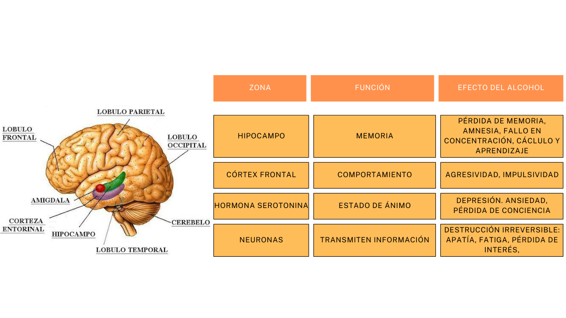 partes-del-cerebro-y-su-funcion